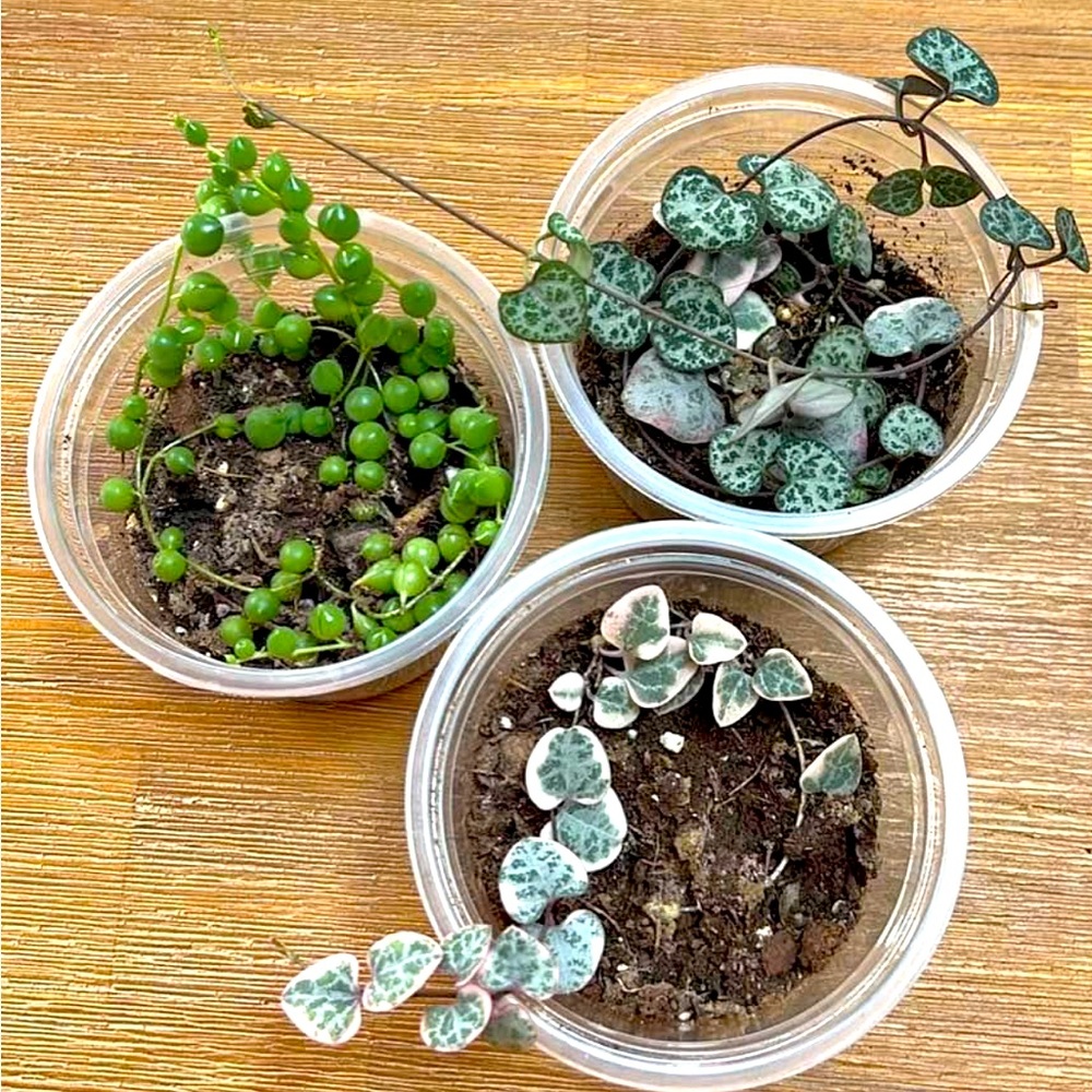 Bundle of strings plants